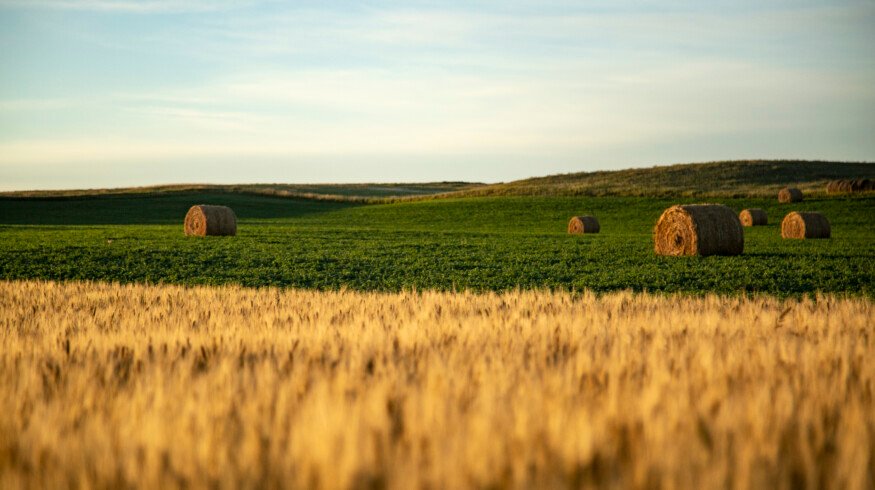 Bioceres Crop Solutions secures patent protection for HB4 wheat in the U.S.