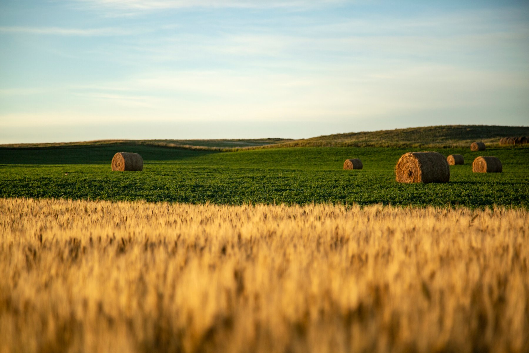 Bioceres Crop Solutions secures patent protection for HB4 wheat in the U.S.