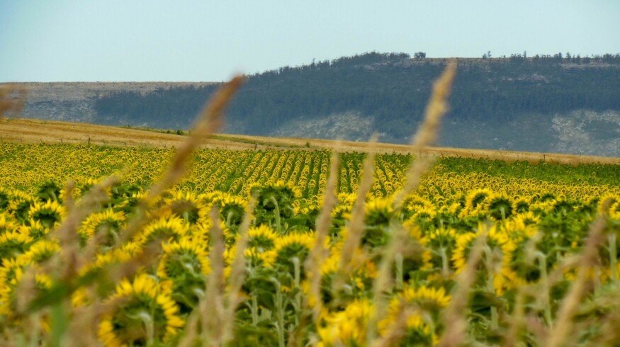Syngenta and PepsiCo promote regenerative and traceable agricultural practices among farmers