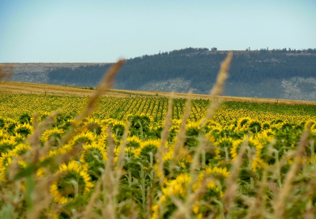 Syngenta and PepsiCo promote regenerative and traceable agricultural practices among farmers
