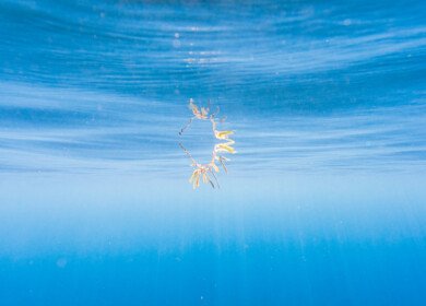Grenada explores the ways to turn sargassum seaweed into biofuel, fertilizer and cosmetic