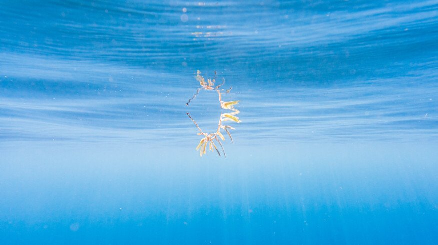 Grenada explores the ways to turn sargassum seaweed into biofuel, fertilizer and cosmetic