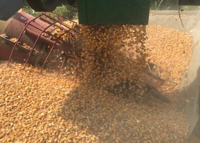 Bunge divests North American corn milling assets to Grain Craft