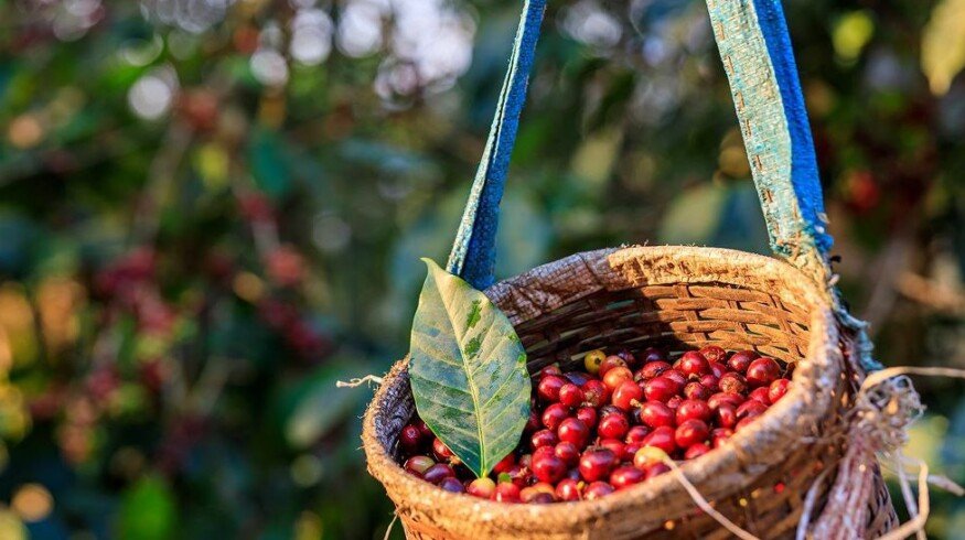 EuroChem promotes its complex fertilizers to coffee growers in Brazil