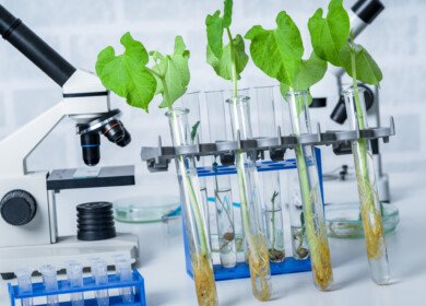 Spanish government backs scientific advisory initiative on agricultural gene editing