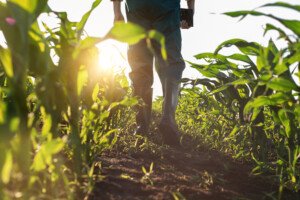 Genetic research, drone tech and biocontrol lead new developments in corn production