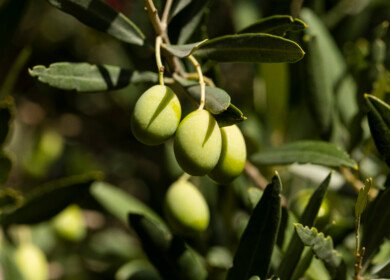 AlgaEnergy secures EU approval for four biostimulants