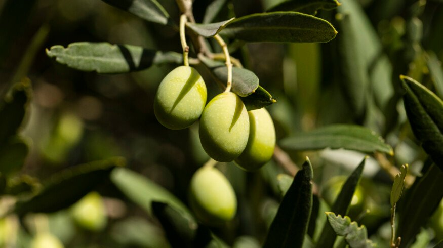 AlgaEnergy secures EU approval for four biostimulants
