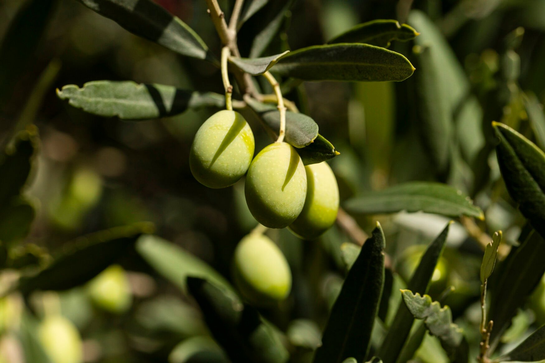 AlgaEnergy secures EU approval for four biostimulants