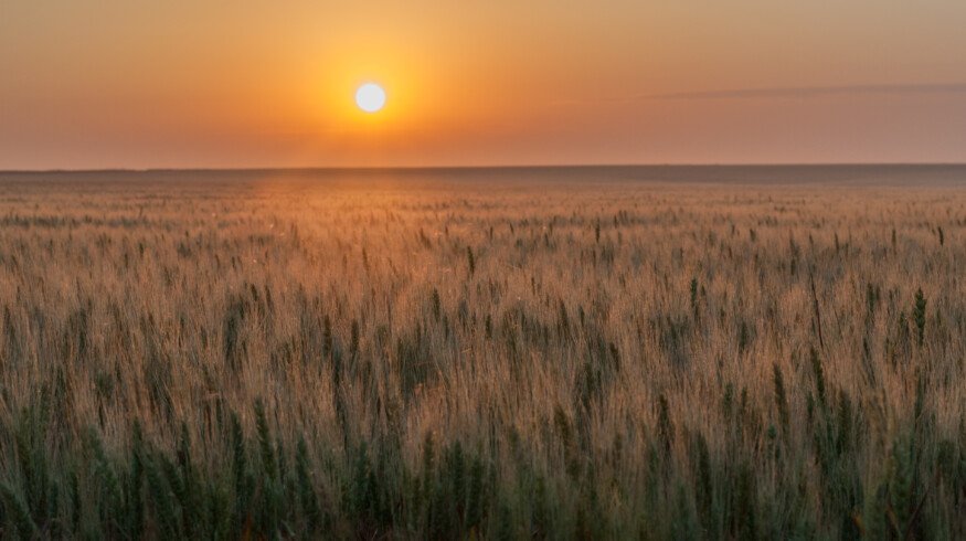 Delayed planting and volatile weather raise concerns for Oklahoma wheat crop