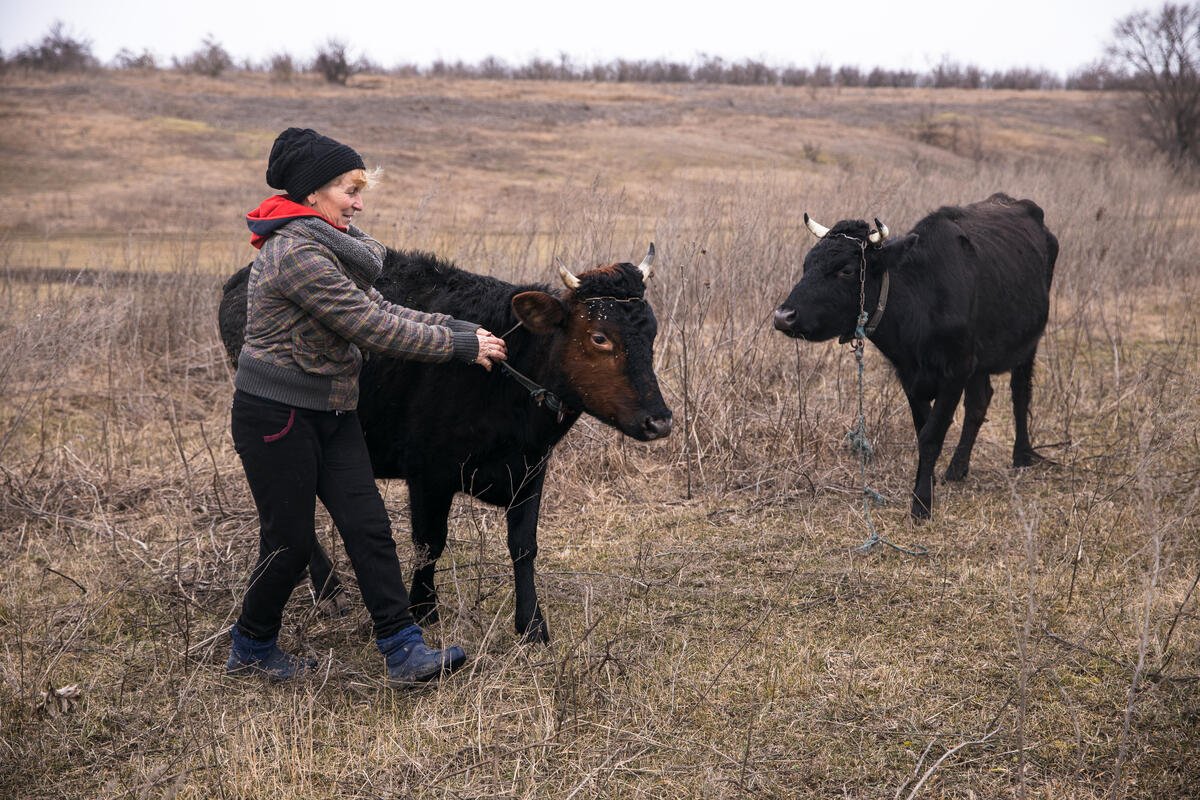 UN launches $150 million recovery plan for Ukraine’s farm sector