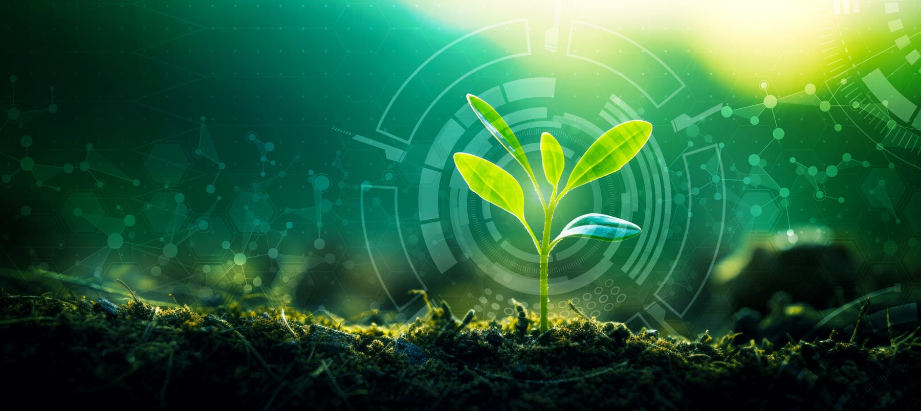 Researchers discovered new plant tissue which regulates nutrient flow to developing seeds