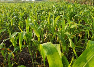 Iowa State University highlights management strategies to reduce prussic acid risk in sorghum forage