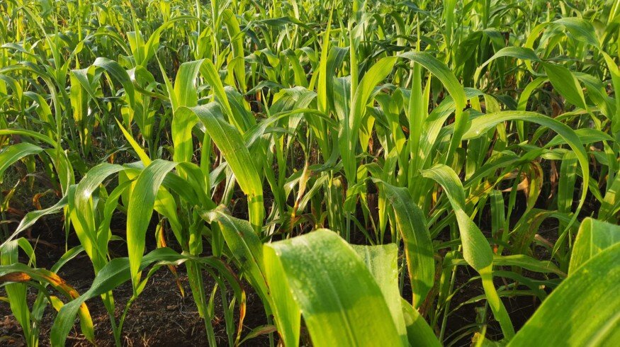 Iowa State University highlights management strategies to reduce prussic acid risk in sorghum forage