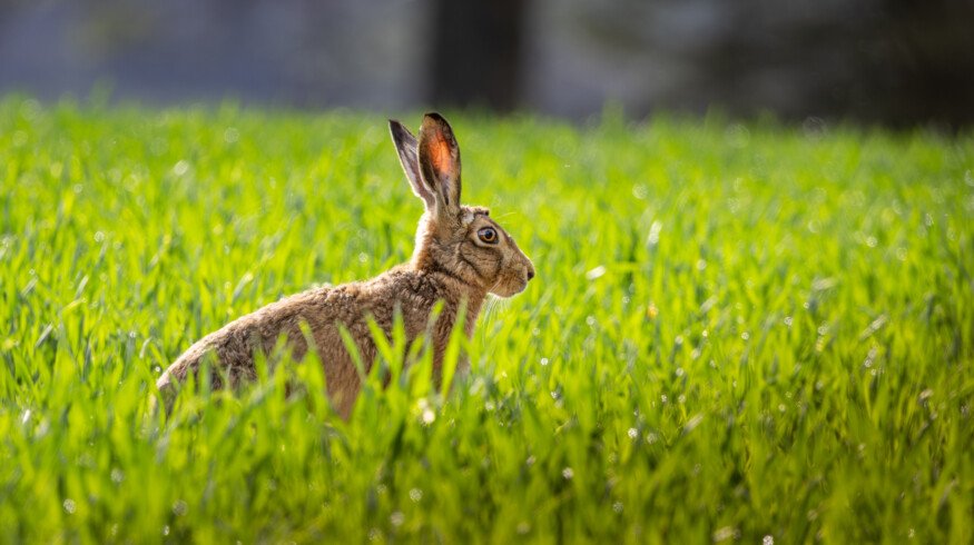 UK reduces nature-friendly farming fund in upcoming spending review