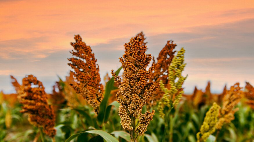Dekalb introduces two sorghum hybrids with improved lodging resistance and pest protection