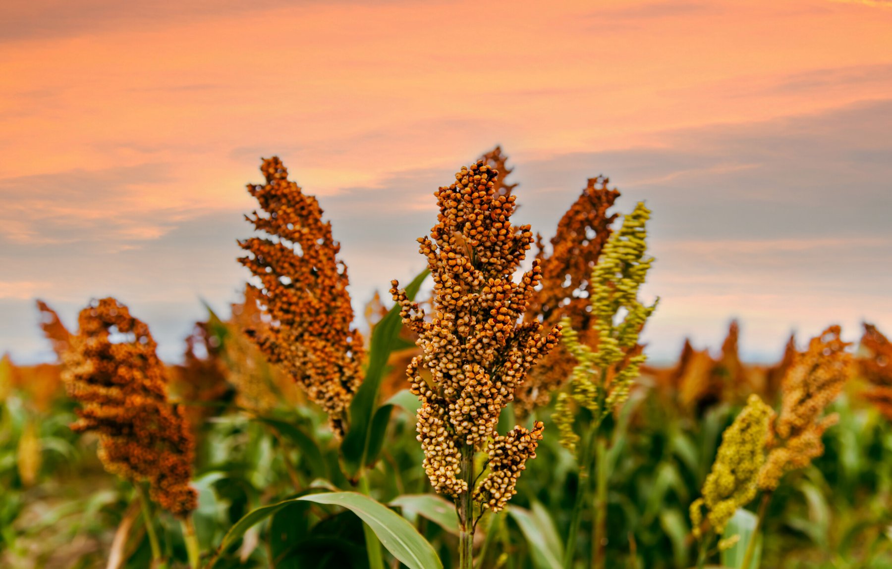 Dekalb introduces two sorghum hybrids with improved lodging resistance and pest protection