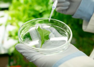 Researchers at Cornell University discovered how plants communicate internal stress