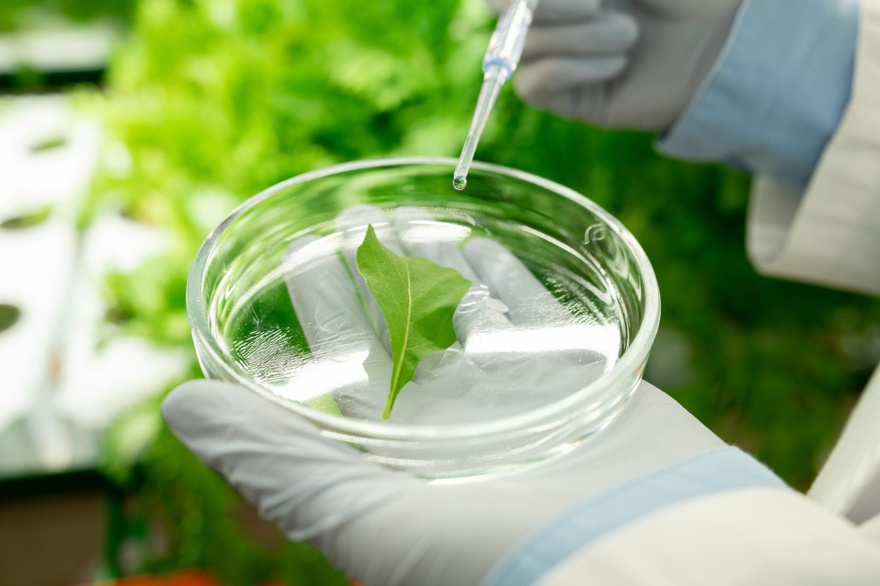 Researchers at Cornell University discovered how plants communicate internal stress