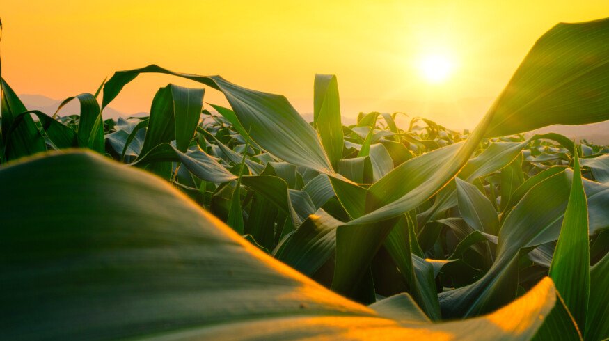 New maize transformation method may broaden access to crop bioengineering
