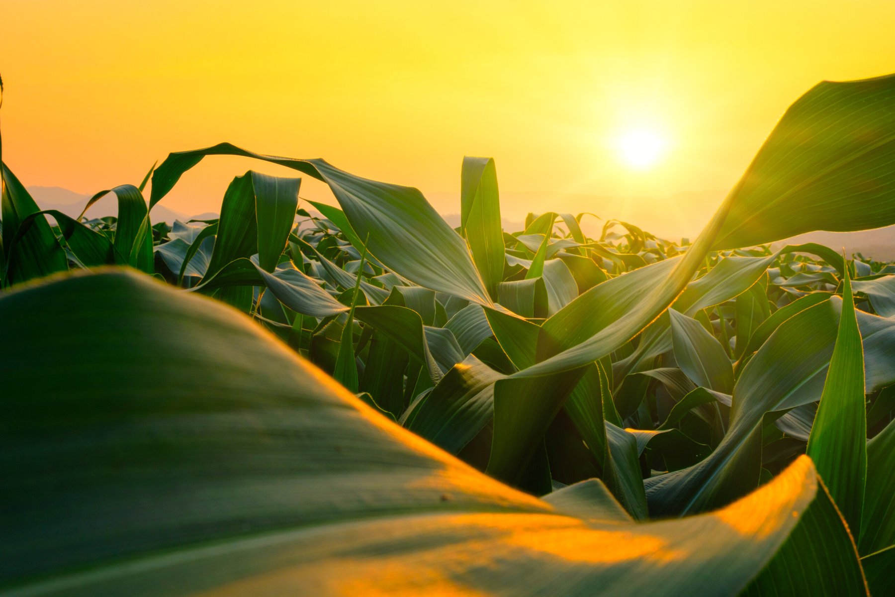 New maize transformation method may broaden access to crop bioengineering