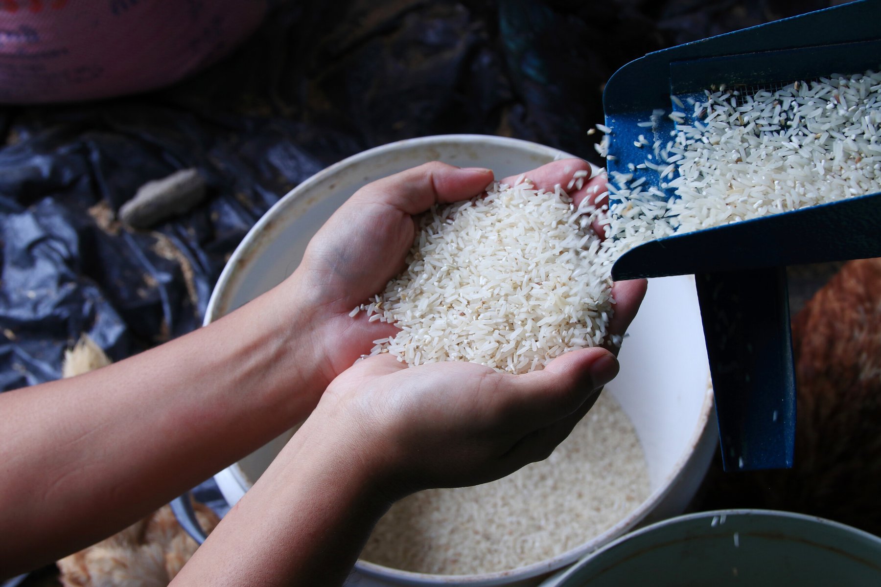 India unveils genome-edited rice varieties aimed at boosting yield