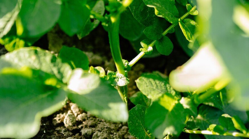 Royal HZPC sees revenue topping €500 million as seed potato demand rises