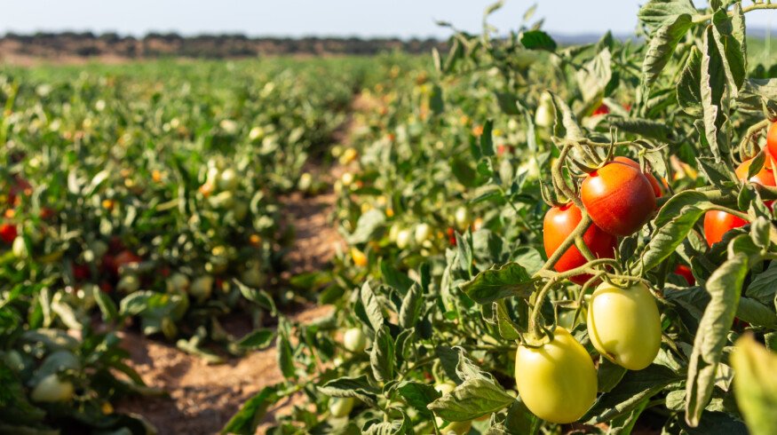 Tomato and onion growers in Nigeria face crisis as extreme heat slashes yields