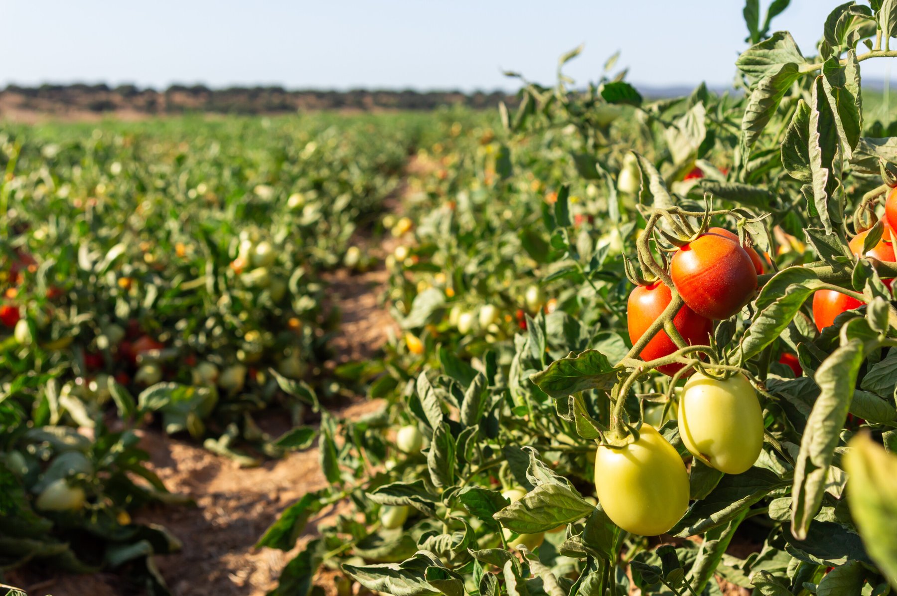 Tomato and onion growers in Nigeria face crisis as extreme heat slashes yields