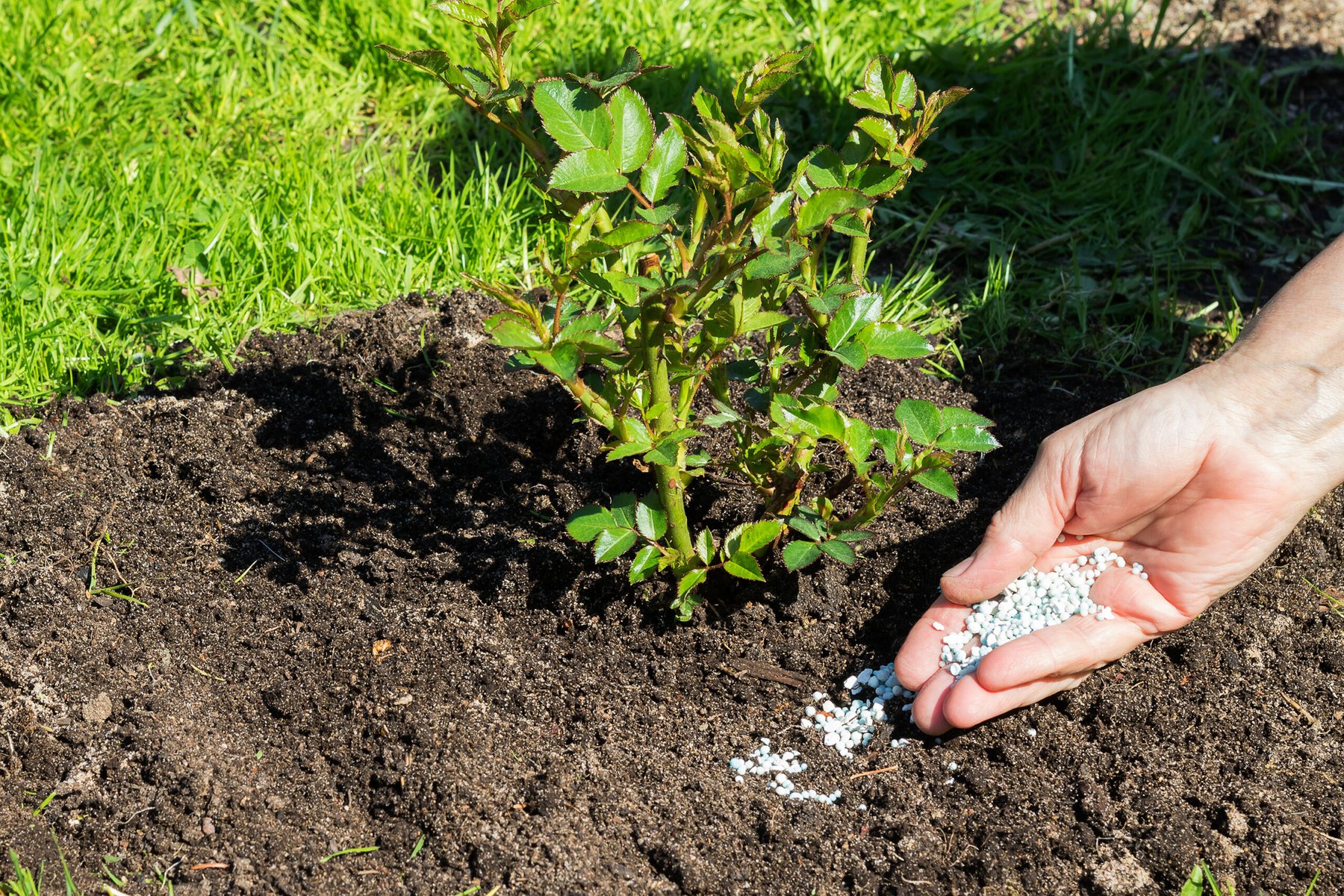 RUSAL begins testing silicon-based fertilizer that may reduce reliance on traditional NPK inputs