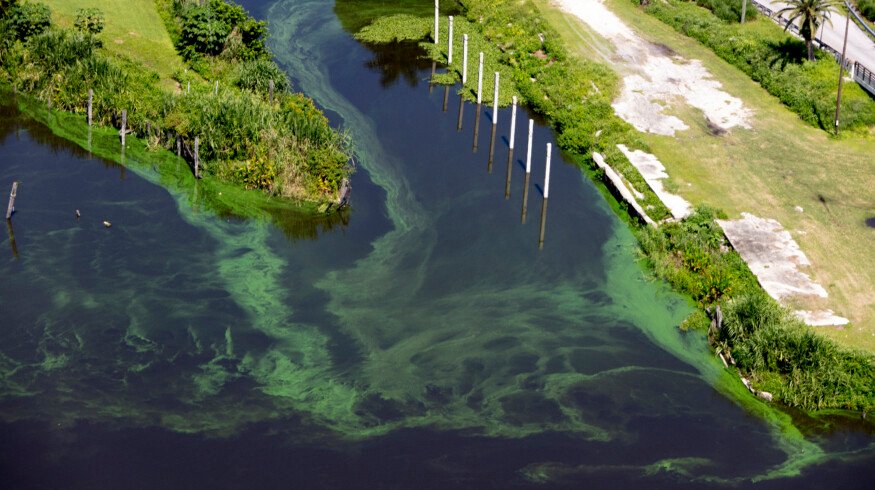Florida counties impose summer fertilizer bans to protect Indian River Lagoon