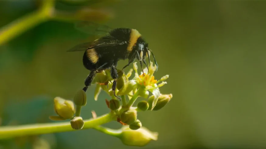 Biobest reports up to 50% yield increase in avocado trials with bumblebee pollination