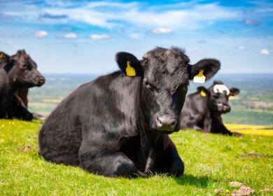 Dry spring leaves livestock farmers in UK with feed shortages