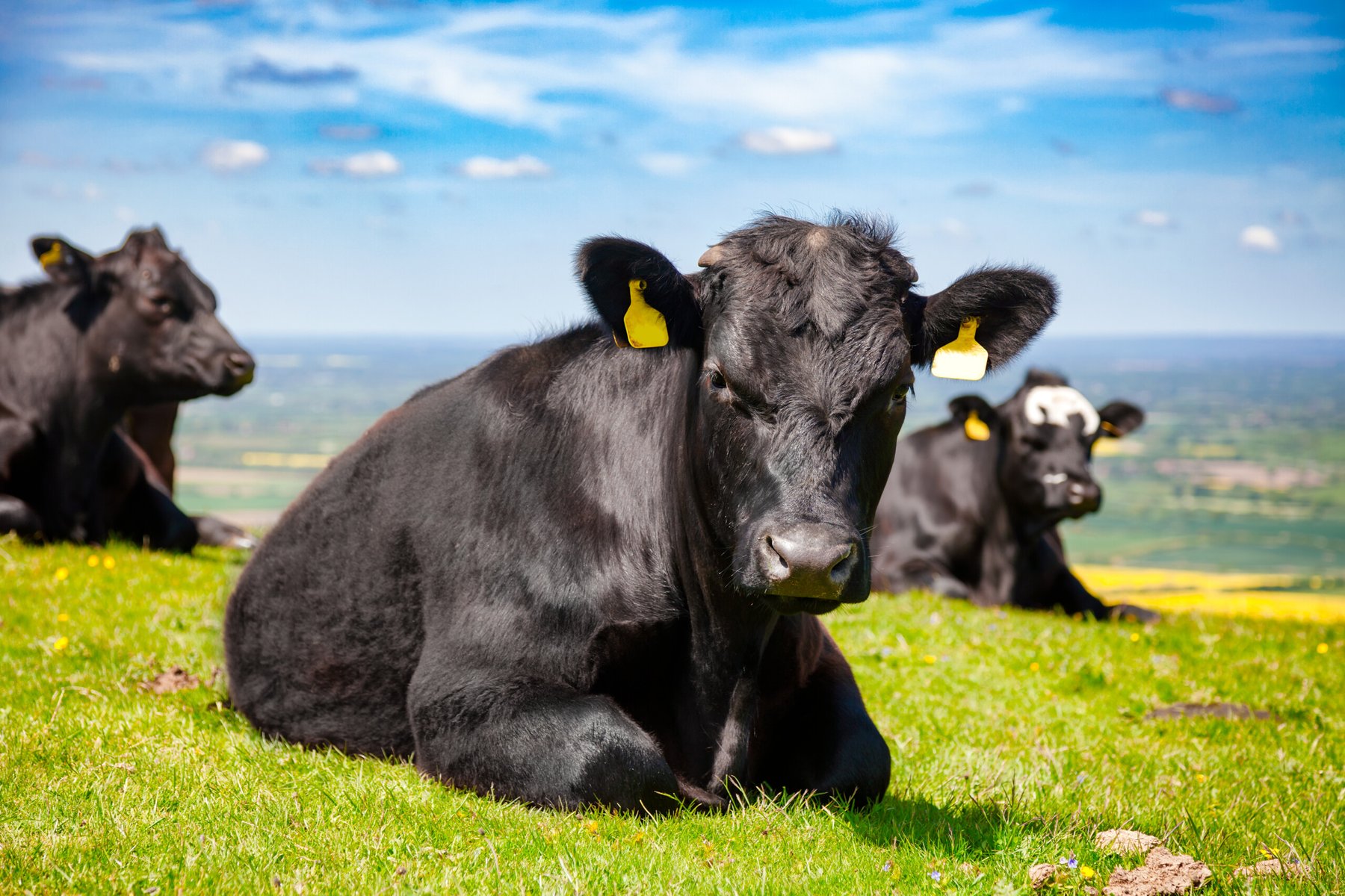 Dry spring leaves livestock farmers in UK with feed shortages