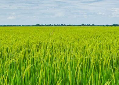 Cibus and John Innes Centre push forward on gene-edited crop trait to reduce fertilizer dependency