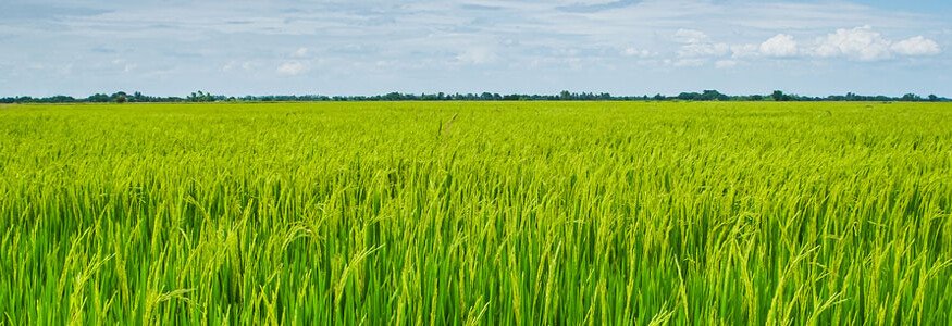 Cibus and John Innes Centre push forward on gene-edited crop trait to reduce fertilizer dependency