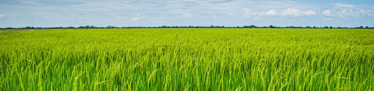 Cibus and John Innes Centre push forward on gene-edited crop trait to reduce fertilizer dependency