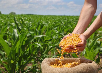 Vegetable seed market may reach $11.6 billion by 2032