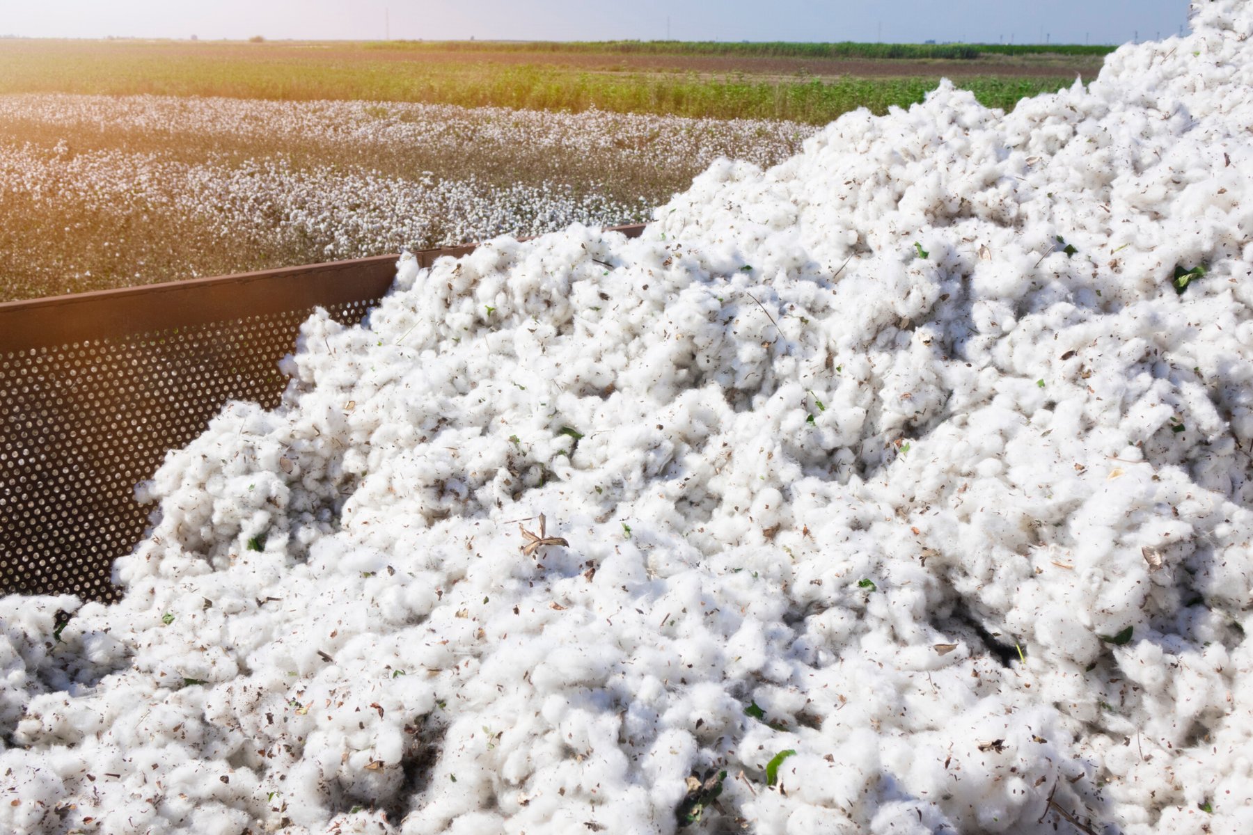 ADM and PYCO to combine Texas cottonseed facilities