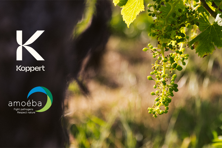 Koppert and Amoéba sign five-year distribution deal for novel biofungicide