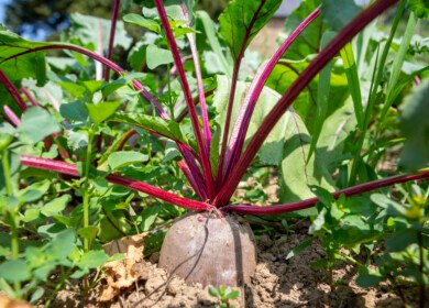 Biological inputs lift sugar beet yields as UK growers adapt to new pressures