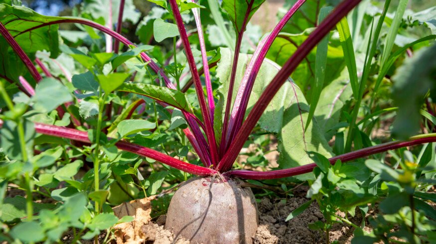 Biological inputs lift sugar beet yields as UK growers adapt to new pressures