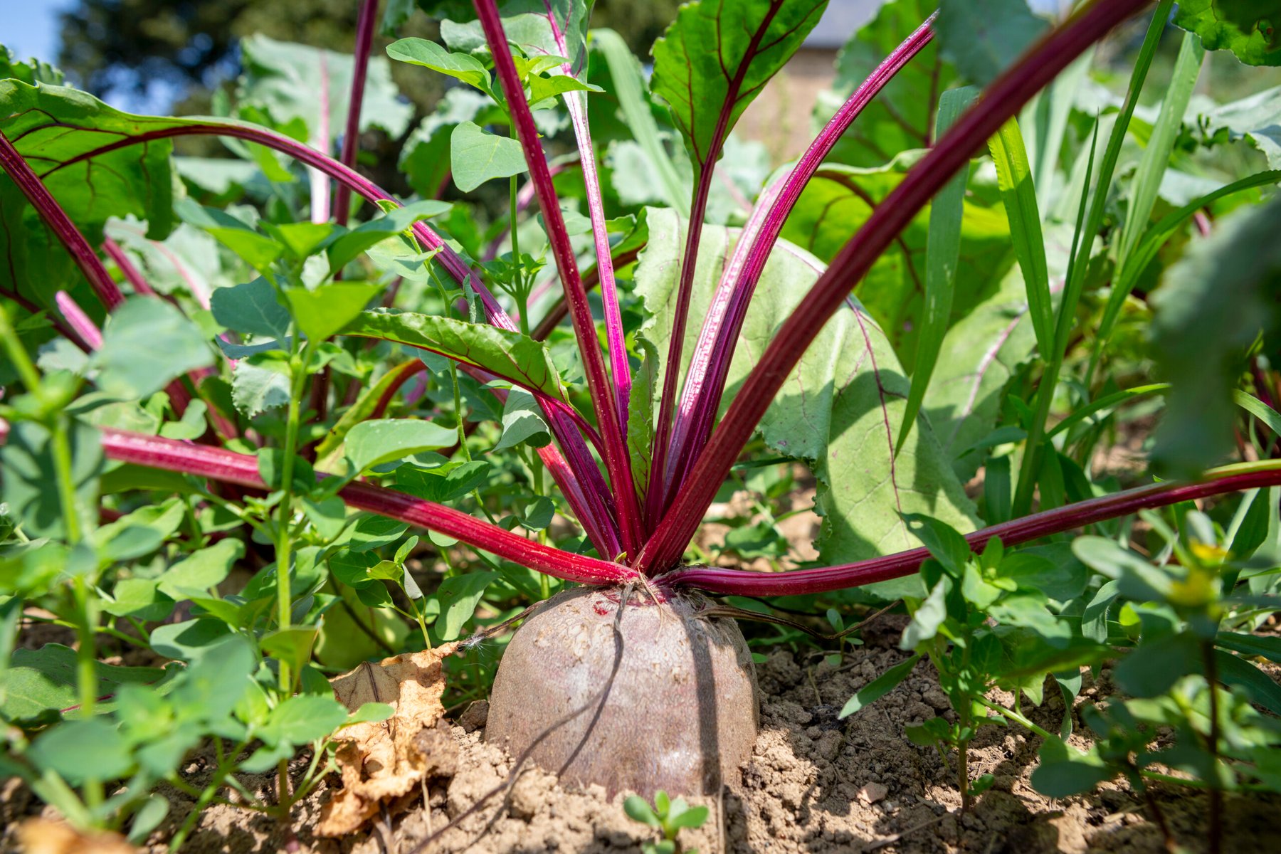 Biological inputs lift sugar beet yields as UK growers adapt to new pressures