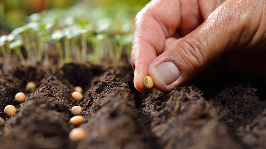 Russia to ban imports of planting and seed materials from the Netherlands