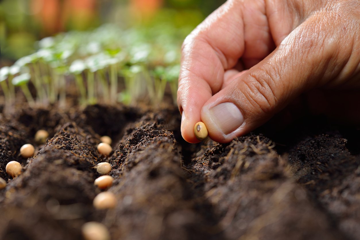 Russia to ban imports of planting and seed materials from the Netherlands
