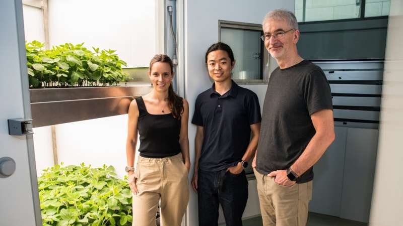 Vertical farming seen as a key to higher yields and lower environmental impact