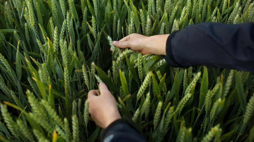 Bayer seeks new herbicide approval in US, Canada, Brazil and EU