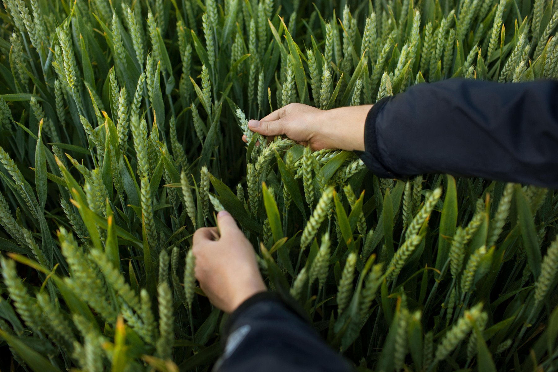 Bayer seeks new herbicide approval in US, Canada, Brazil and EU