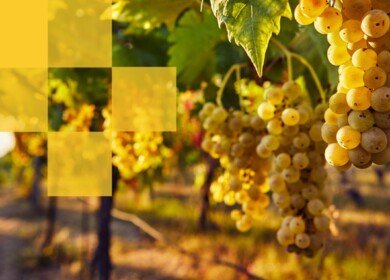 US Agriculture partners with CeresAI to bring AI oversight to farmland portfolio