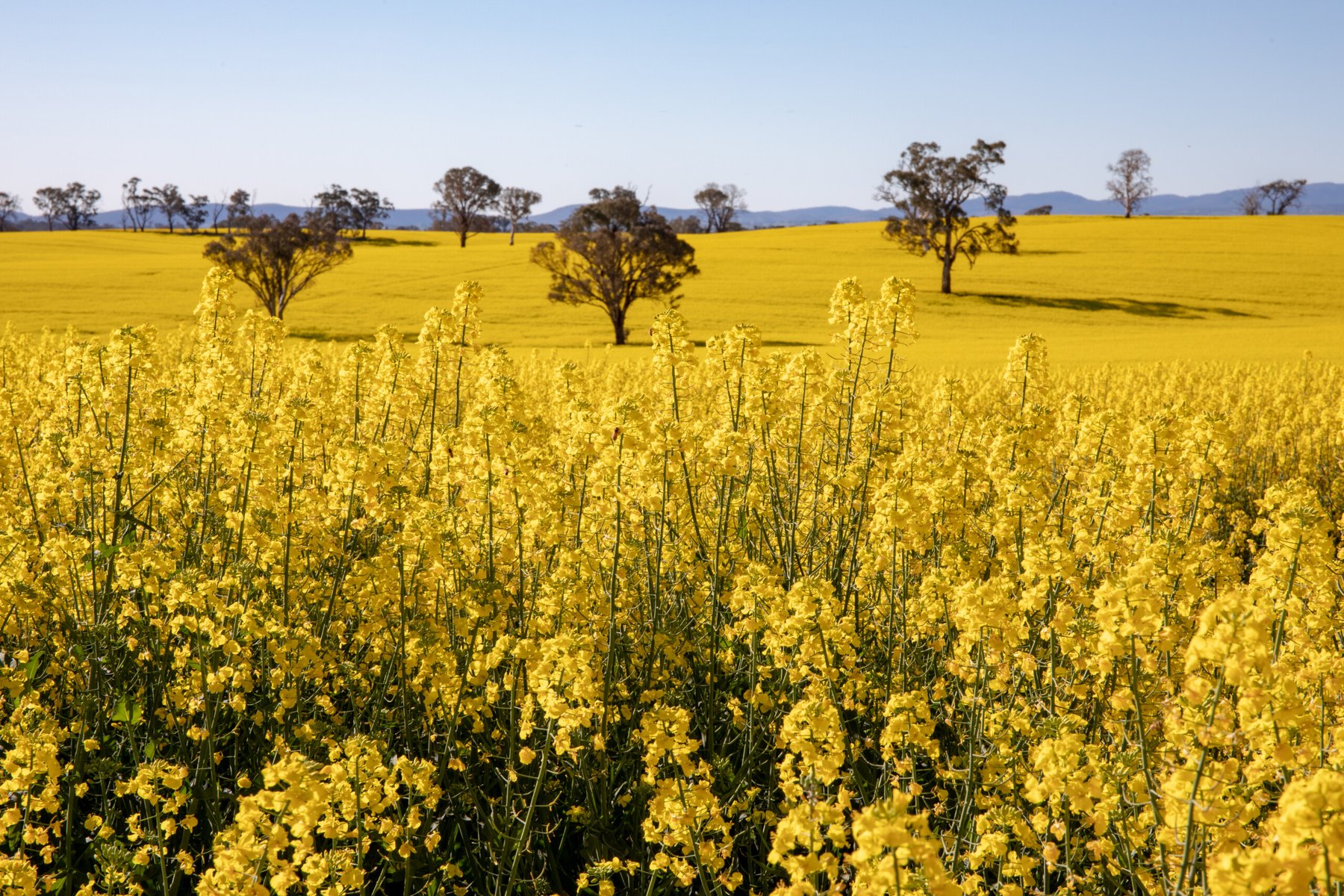 Australia invests AUD 21 million to future-proof canola as demand and climate risks grow